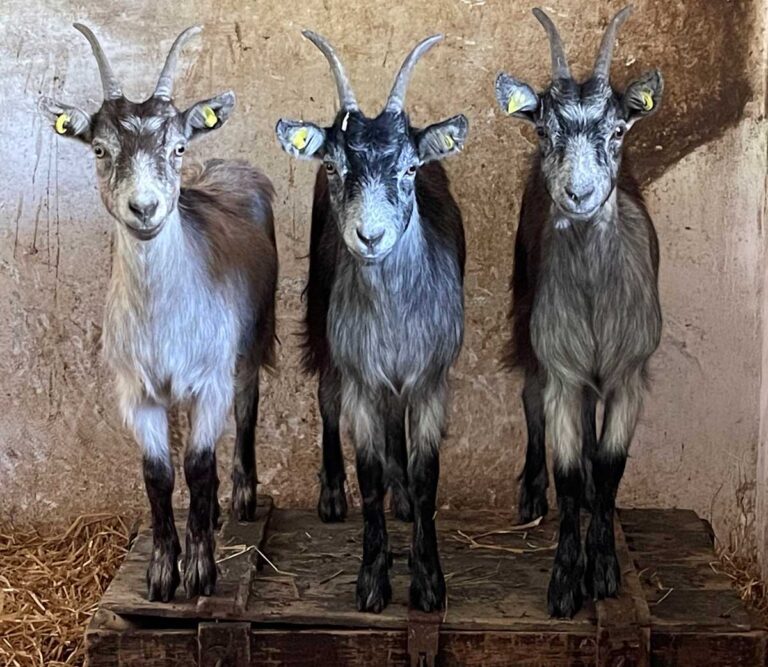 Drei neugierige Ziegen stehen im Stall auf dem Bauernhof "Beim Hofbauer".