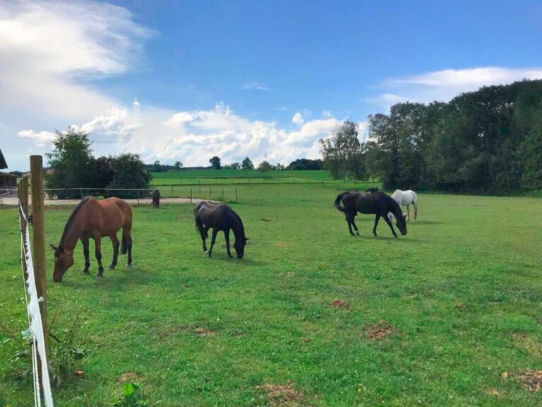 Pferde auf der Weide
