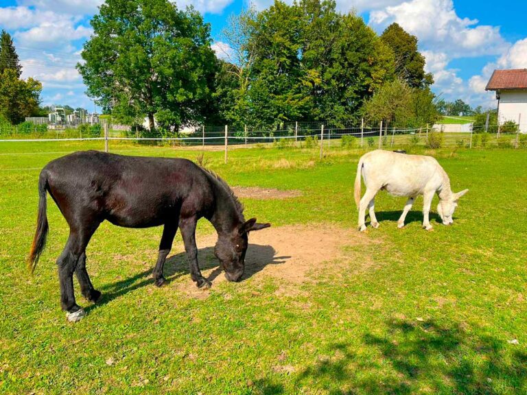 Ein friedlicher Anblick am Hof: Unsere Esel genießen die Sonne auf der grünen Wiese.