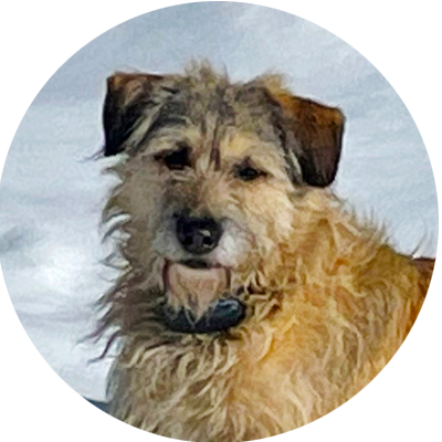 hund Hund